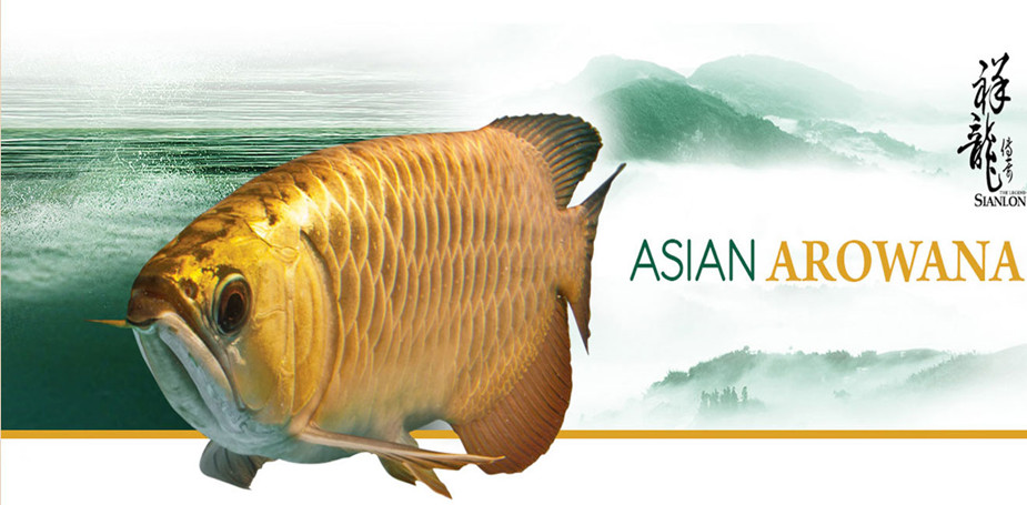 廣州百藝城水族批發市場